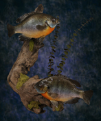 bluegills